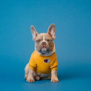 Molly and Mugs — A Heartwarming English Bulldog Story by Molly Mayer