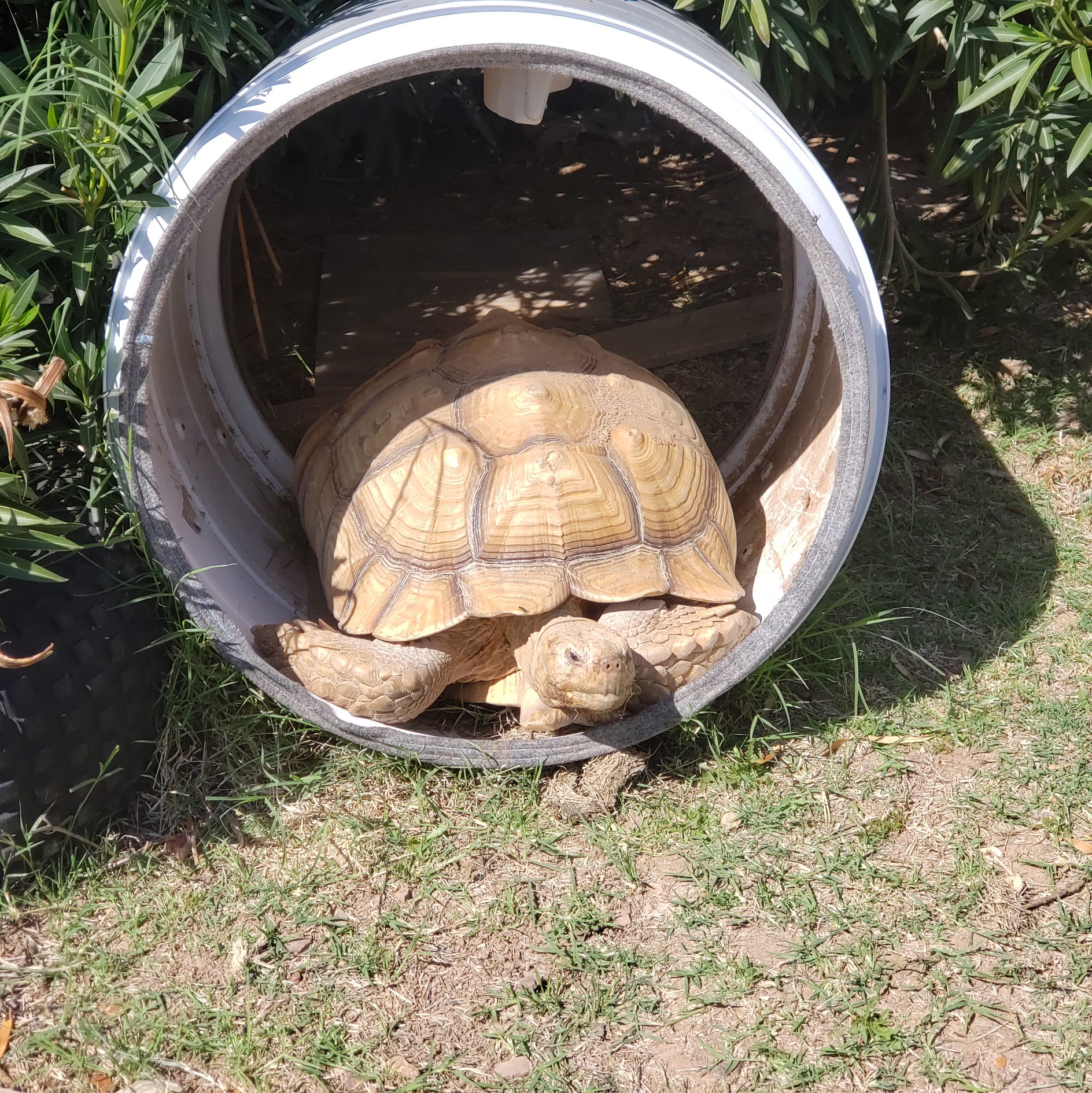 Atlas — a rescued sulcata tortoise (placeholder image, royalty-free via Unsplash)