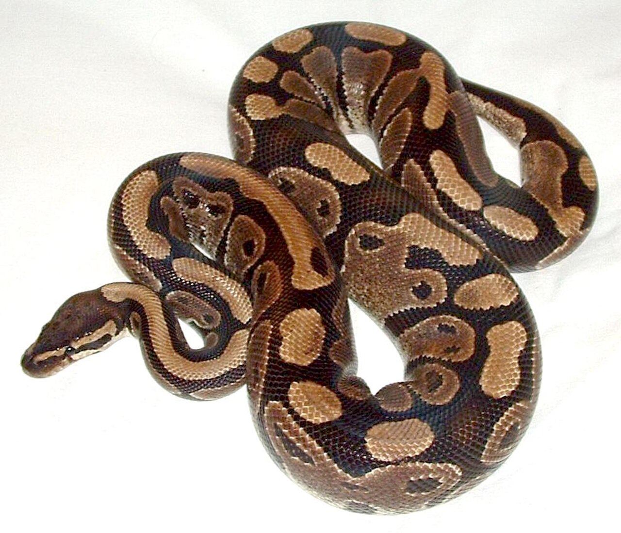 A ball python coiled on a soft white blanket