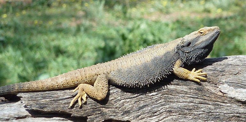 A bearded dragon basking on a log in natural sunlight