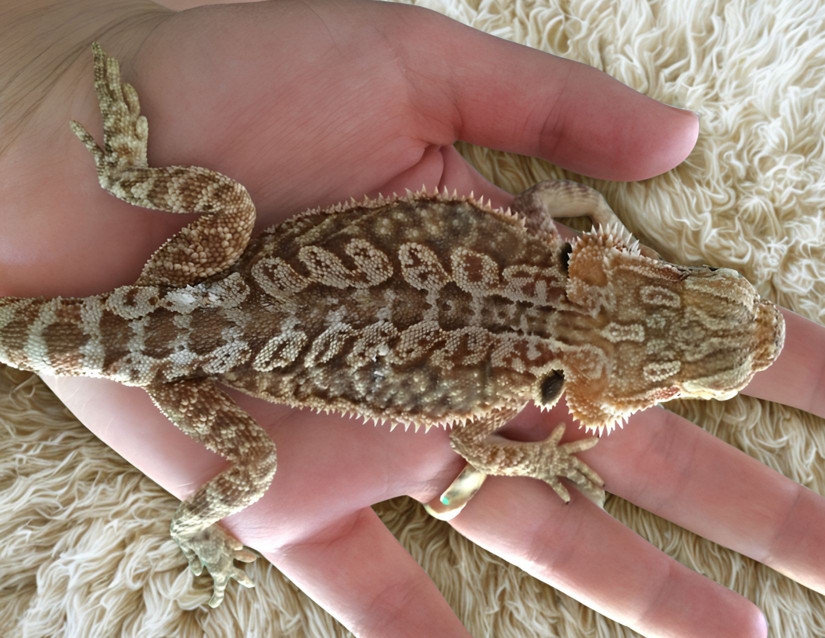 Juno — a rescued bearded dragon (placeholder image, royalty-free via Unsplash)