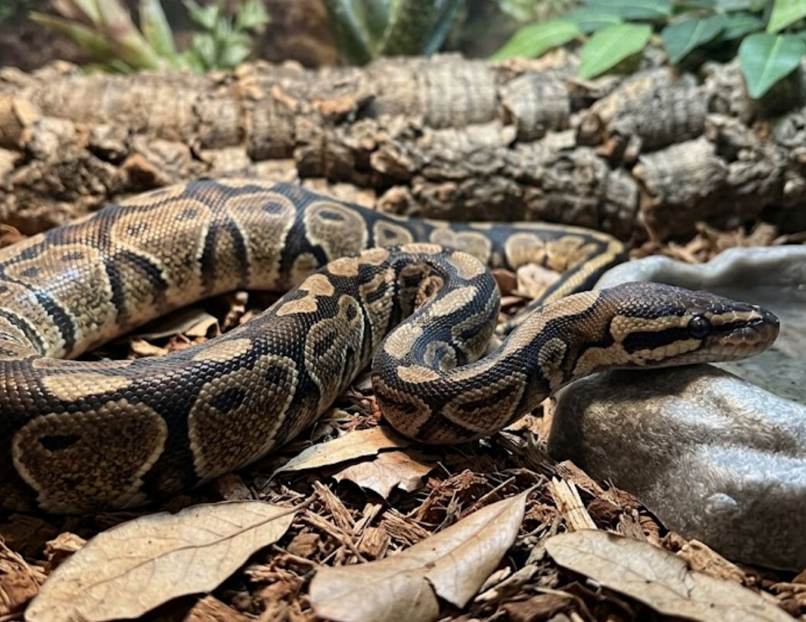 Mango — a rescued ball python (placeholder image, royalty-free via Unsplash)